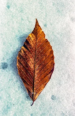 autumn leaf on frosted surface