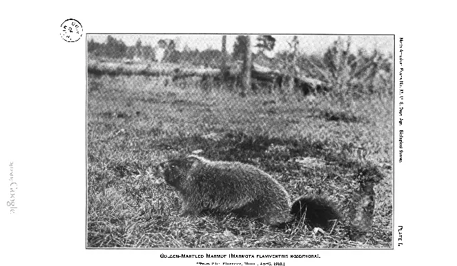 Historical photograph of Marmota monax from Howell 1915